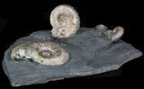 Iridescent Ammonite Fossils Mounted In Shale - x #38226-1